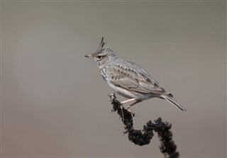 Bahrein