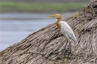 바레인