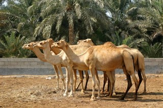 বাহরাইন