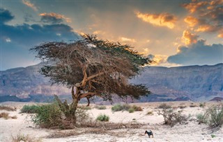 Bahrein