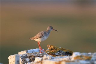 바레인