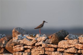 Bahrain