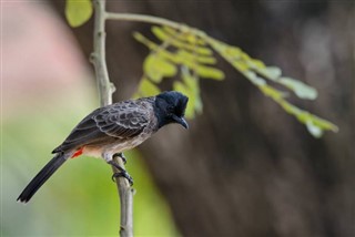 바레인