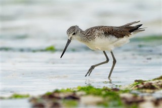 바레인