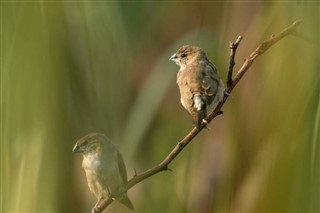 Bahreinas