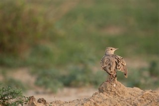 Bahrein