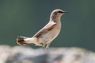 Μπαχρέιν