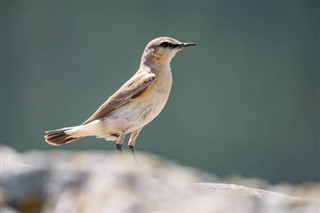 바레인