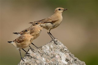 Bahrein