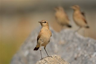 Bahrein