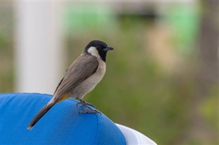 בחריין