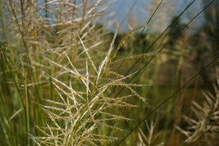 বাংলাদেশ