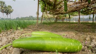 வங்காளம்