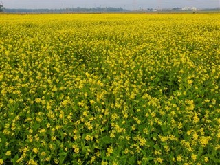 வங்காளம்