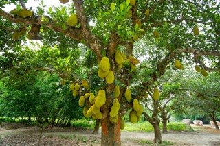 வங்காளம்