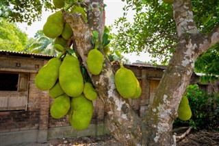 বাংলাদেশ