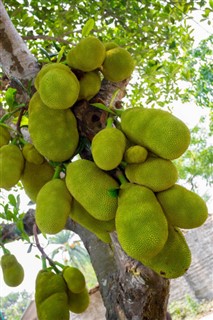 வங்காளம்