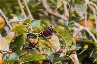 বেলজিয়াম