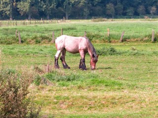 Belgia