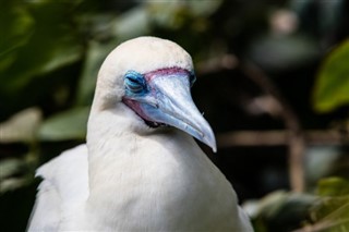 Belize