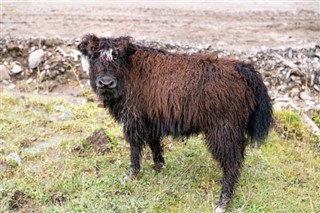 Bútan