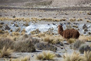 Bolivia