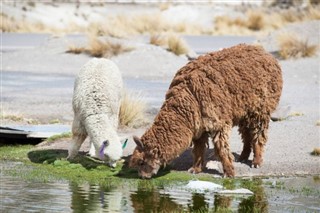 Bolivia