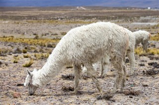 Bolivija