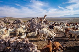 Bolivija