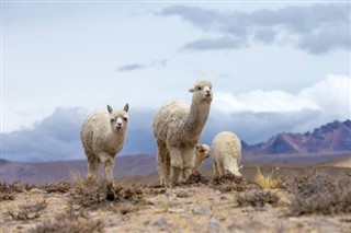 Bolivija