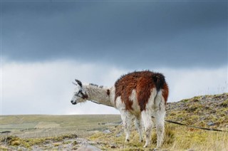 Bolivija