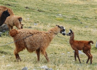 Bolivija