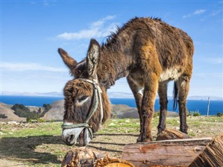 Боливија