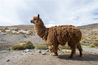 Bólivía