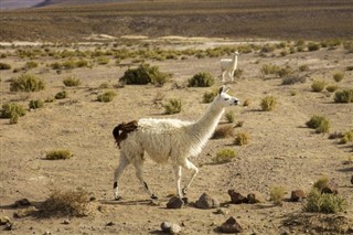 Bólivía