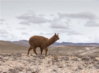 Bolivija