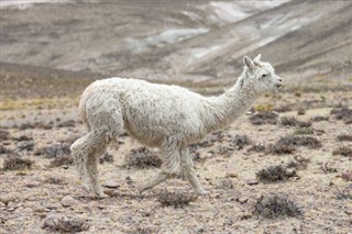 Bolivie