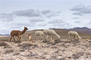 Bolivia