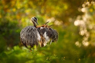 โบลิเวีย