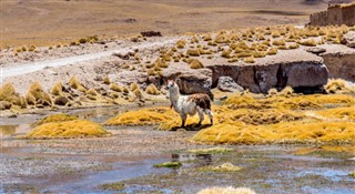 Bolivia