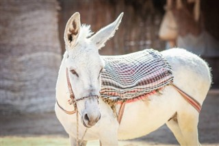 Bolivija