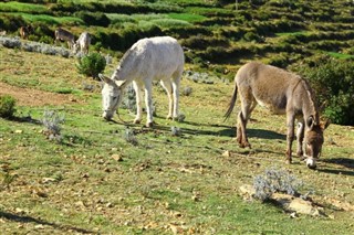 Боливија