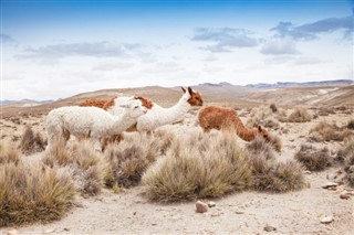 Bolivia