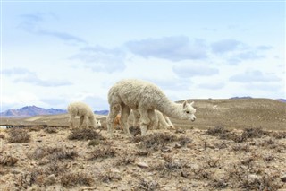 Bolivie