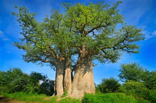 বোট্স্বানা