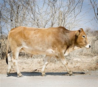 বোট্স্বানা