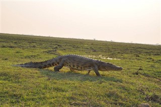 বোট্স্বানা