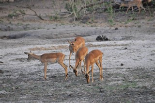 বোট্স্বানা