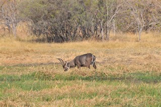 Botswana