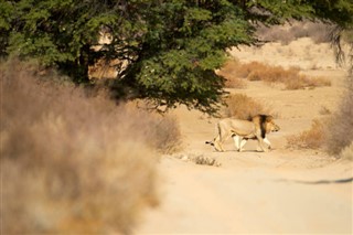 بوتسوانا